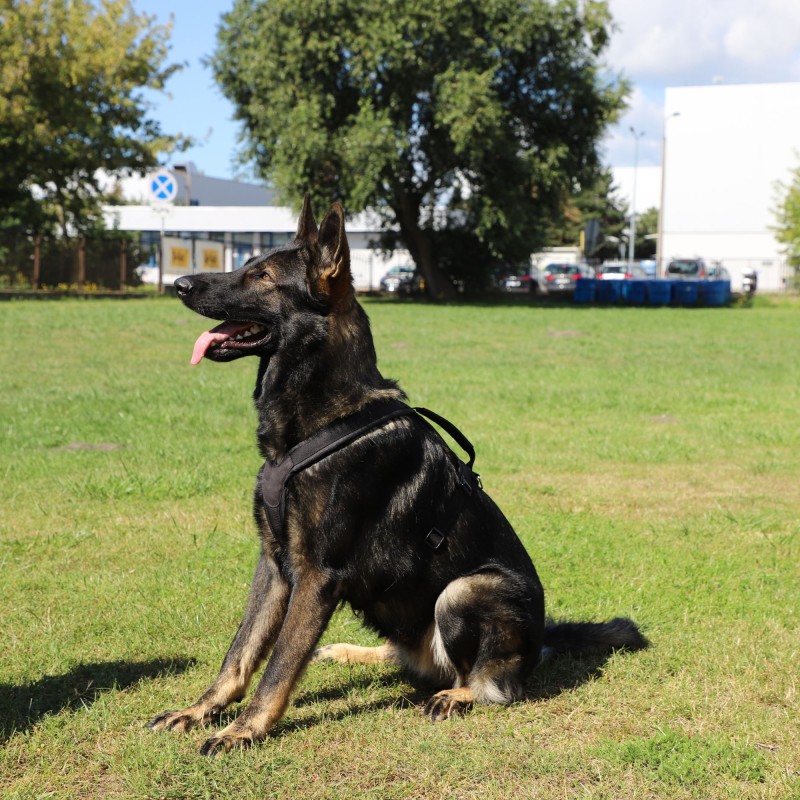 Hundegeschirr ultraleicht