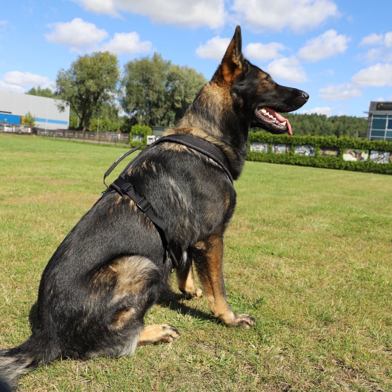 Hundegeschirr ultraleicht