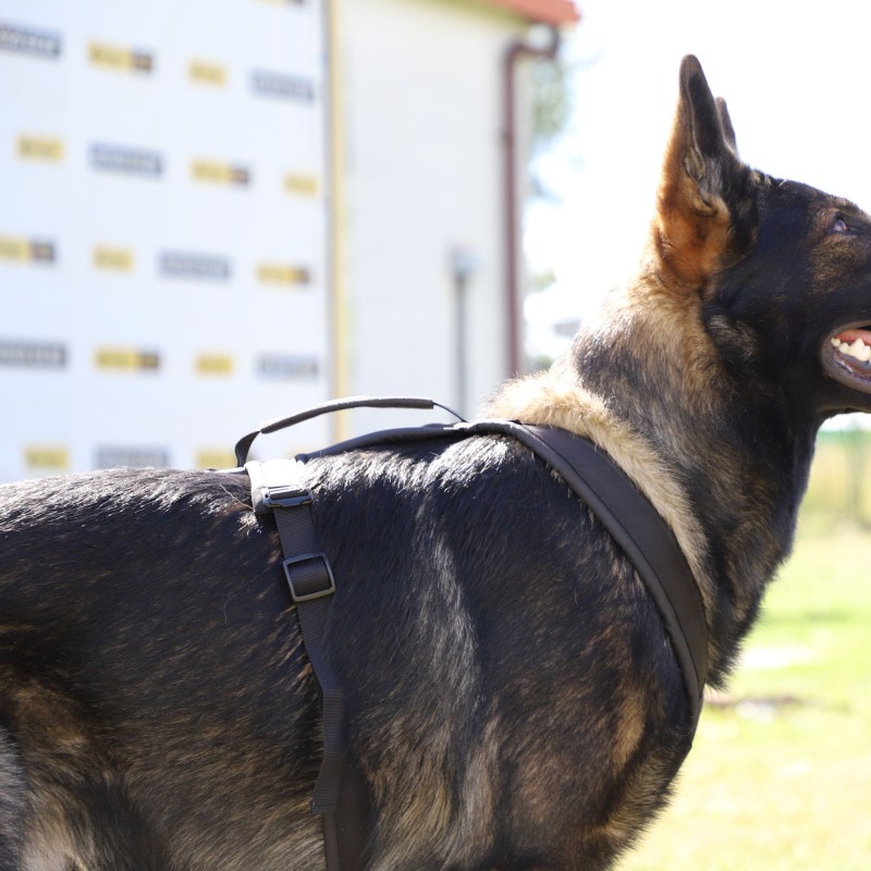 Hundegeschirr ultraleicht