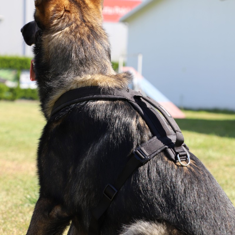 Hundegeschirr ultraleicht