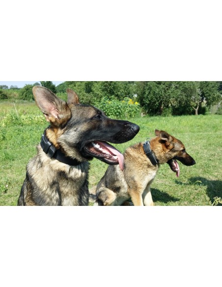 Hundehalsband Leder MAX Extrem stark und langlebig Schwarz