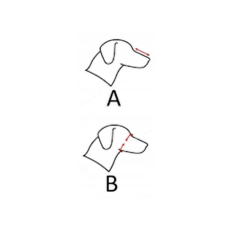 Champion Ledermaulkorb Chihuahua   YORKSHIRE T....