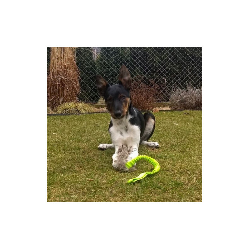 Hundespielzeug Zerrspielzeug mit Bungee-Griff