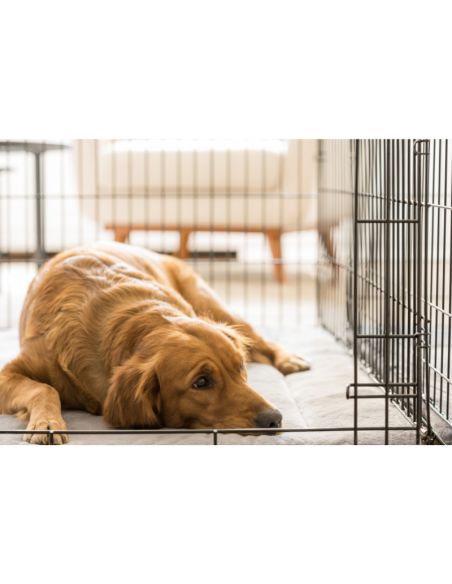 Hundekäfig mit PVC Lade und 2 Türen