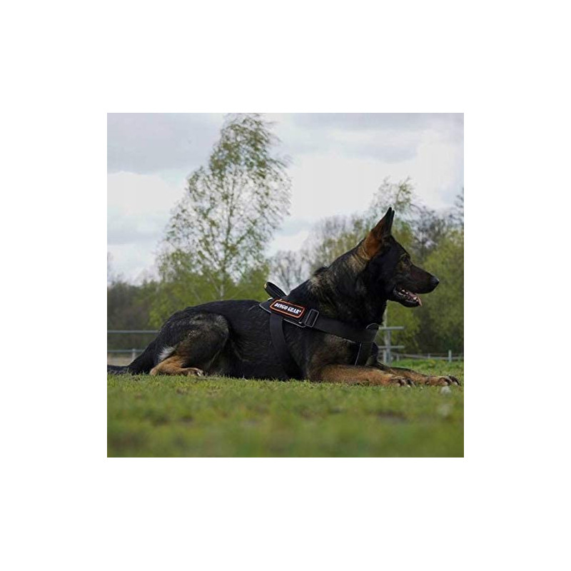Dingo Gear Hundearbeitsgeschirr