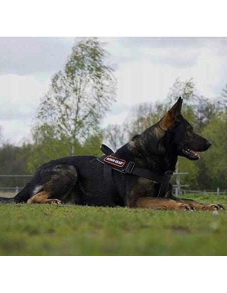 Dingo Gear Hundearbeitsgeschirr