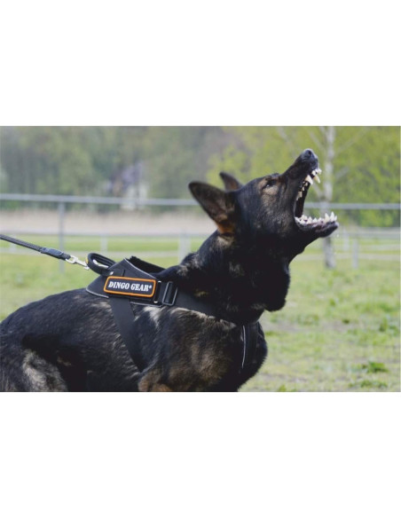 Dingo Gear Hundearbeitsgeschirr