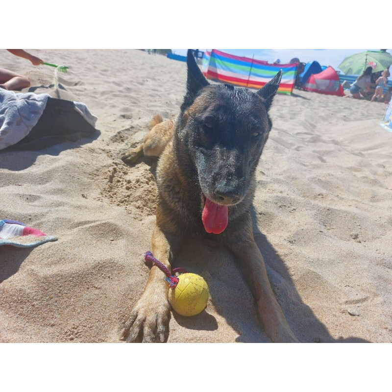 Hundebälle aus Gummi