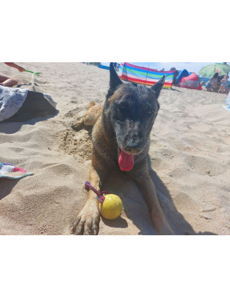 Hundebälle aus Gummi