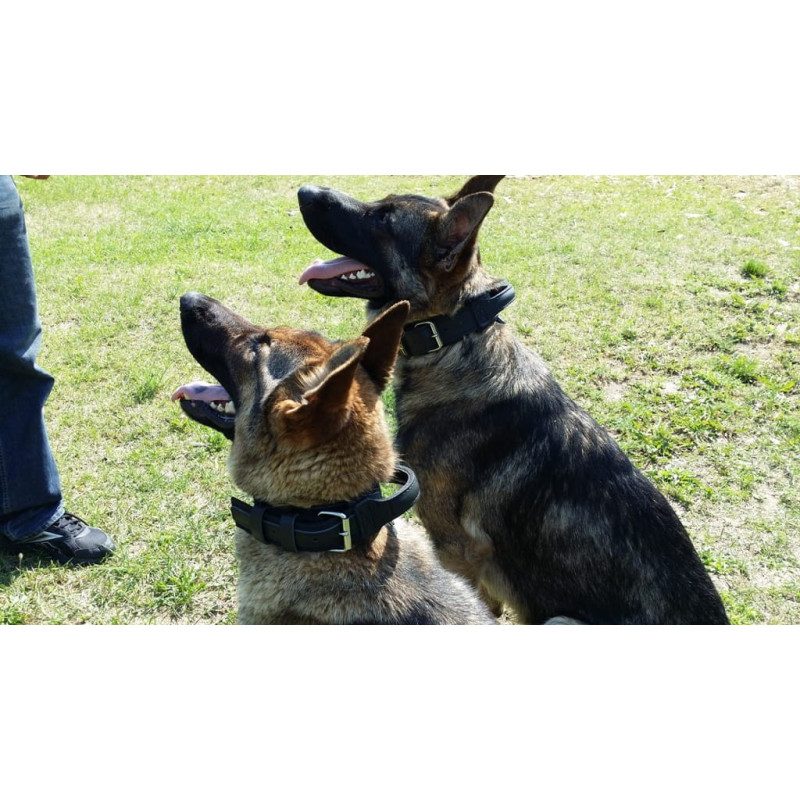 Lederhalsband für Hund ''Drago''