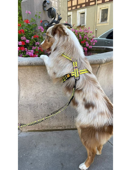 Hundegeschirre Guard Gelb Bitte Nicht Anfassen
