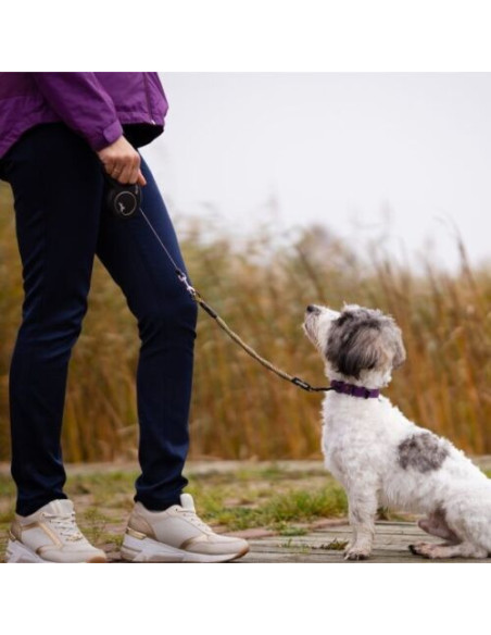 Hunde Sicherheitsgurt Ruckdämpfung bis 20 kg