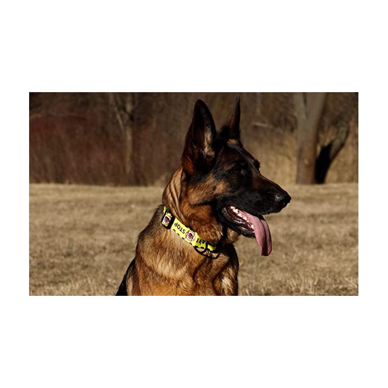 Dingo Hundehalsband 2