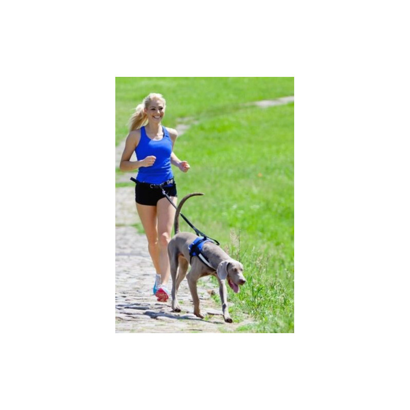 Dingo Jogginggurt 4 in 1 +Hundeleine mit einem...