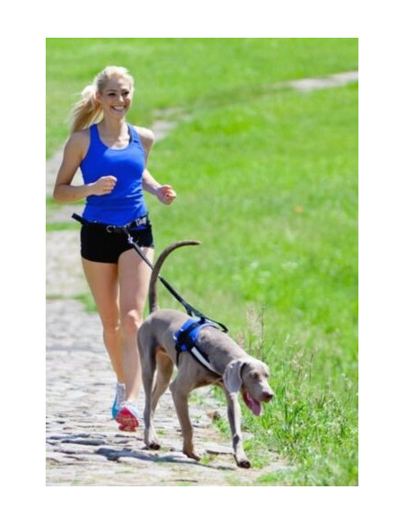 Dingo Jogginggurt 4 in 1 +Hundeleine mit einem Stoßdämpfer