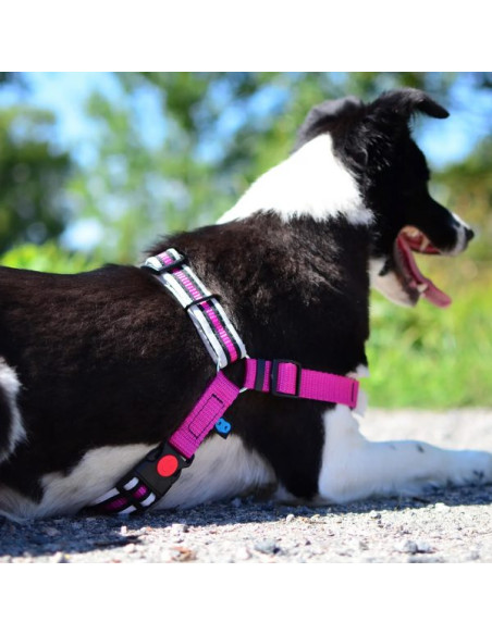 Hundegeschirr Anti-Zug