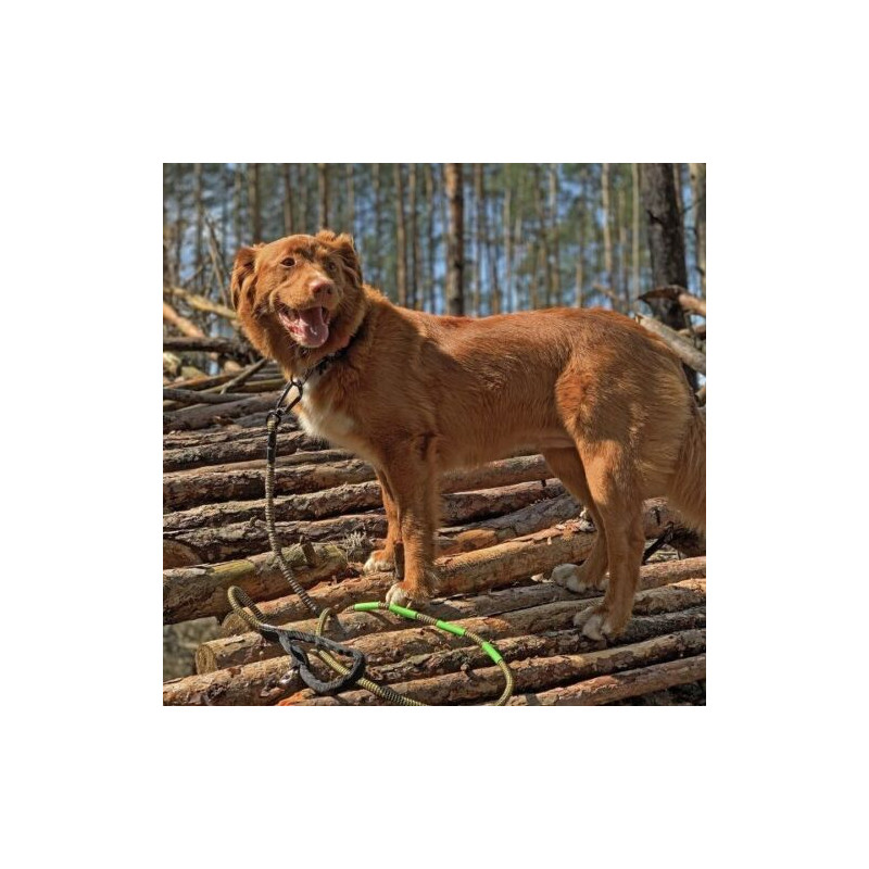 Anti-Zug Hundeleine mit Ruckdämpfer und...