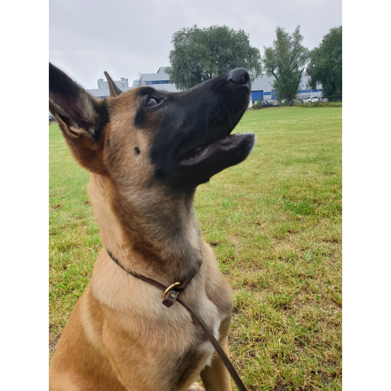 Führleine aus weichem Leder 2