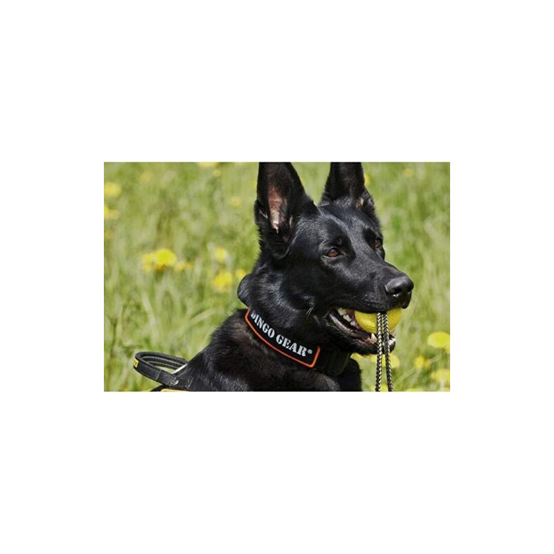 Dingo Gear Gurthalsband Cobra