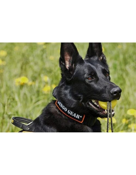Dingo Gear Gurthalsband Cobra