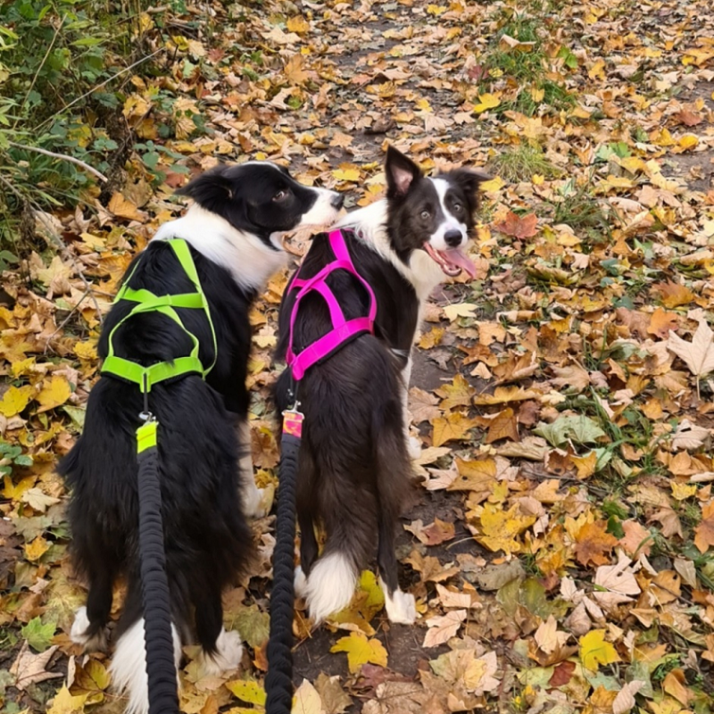 Hundegeschirr SLED