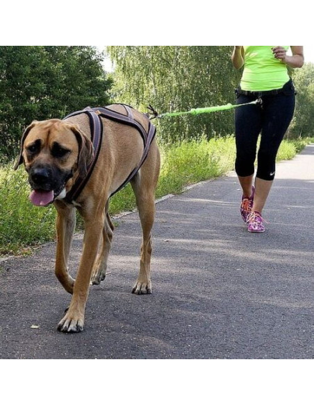 Dingo Canicross Führleine mit Stoßdämpfer
