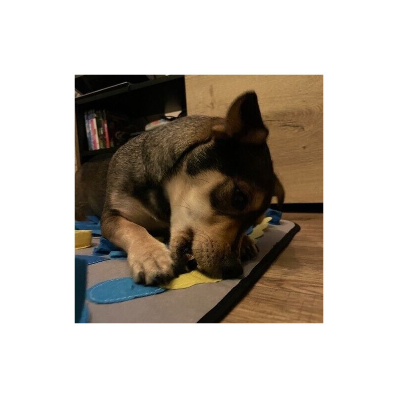 Schnüffelteppich Hunde Schnüffelmatte für Riechen