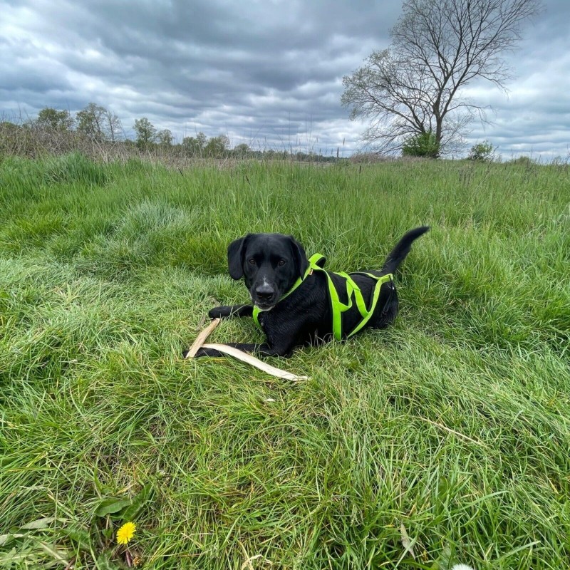 Hundegeschirr Brustgeschirr Hunde Zuggeschirr...