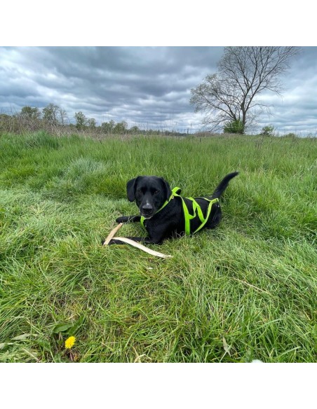 Hundegeschirr Brustgeschirr Hunde Zuggeschirr Hundezugsport